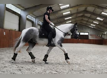 Paint Horse, Hongre, 4 Ans, 147 cm, Pinto
