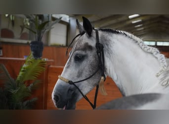 Paint Horse, Hongre, 4 Ans, 147 cm, Pinto