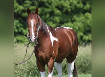 Paint Horse, Hongre, 4 Ans, 152 cm, Alezan brûlé