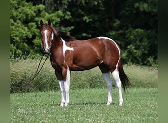 Paint Horse, Hongre, 4 Ans, 152 cm, Alezan brûlé