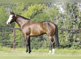 Paint Horse, Hongre, 4 Ans, 152 cm, Bai cerise