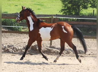 Paint Horse, Hongre, 4 Ans, 153 cm, Overo-toutes couleurs