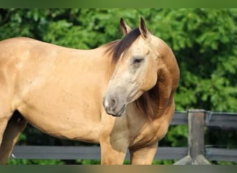 Paint Horse, Hongre, 4 Ans, 155 cm, Buckskin