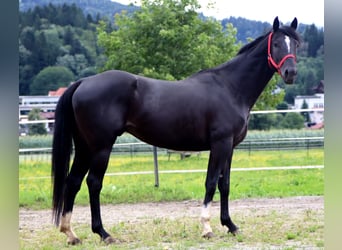 Paint Horse, Hongre, 4 Ans, 155 cm, Noir