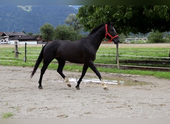 Paint Horse, Hongre, 4 Ans, 155 cm, Noir