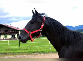 Paint Horse, Hongre, 4 Ans, 155 cm, Noir