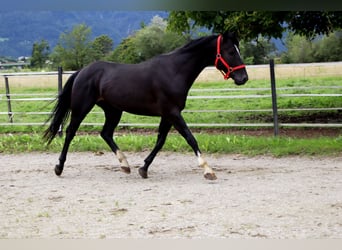 Paint Horse, Hongre, 4 Ans, 155 cm, Noir