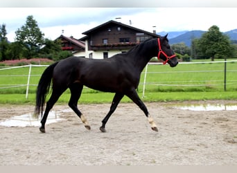 Paint Horse, Hongre, 4 Ans, 155 cm, Noir