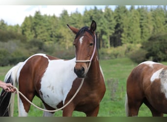 Paint Horse Croisé, Hongre, 4 Ans, 156 cm, Pinto