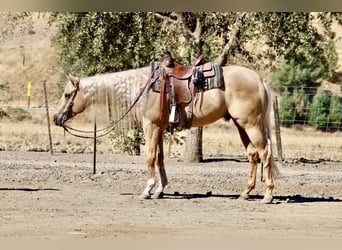 Paint Horse, Hongre, 4 Ans, 157 cm, Palomino