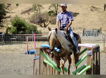 Paint Horse, Hongre, 4 Ans, 157 cm, Palomino