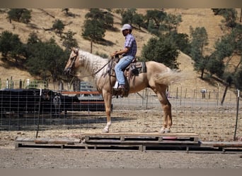 Paint Horse, Hongre, 4 Ans, 157 cm, Palomino