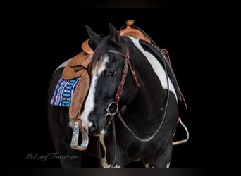 Paint Horse, Hongre, 4 Ans, 160 cm, Tobiano-toutes couleurs