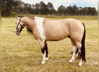 Paint Horse, Hongre, 4 Ans, Buckskin