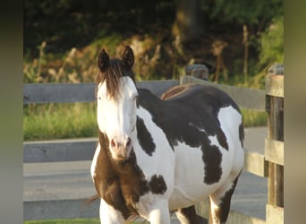 Paint Horse, Hongre, 5 Ans, 145 cm, Overo-toutes couleurs