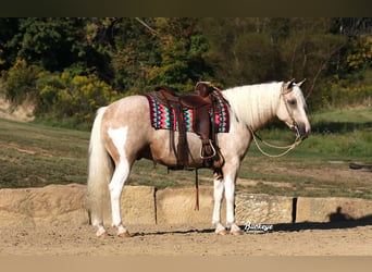 Paint Horse Croisé, Hongre, 5 Ans, 145 cm, Pinto