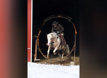 Paint Horse Croisé, Hongre, 5 Ans, 145 cm, Pinto