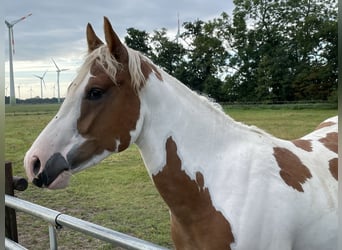 Paint Horse, Hongre, 5 Ans, 145 cm, Tobiano-toutes couleurs