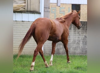 Paint Horse, Hongre, 5 Ans, 147 cm, Alezan cuivré