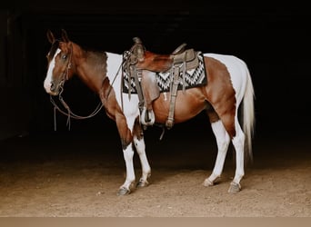Paint Horse, Hongre, 5 Ans, 147 cm, Pinto