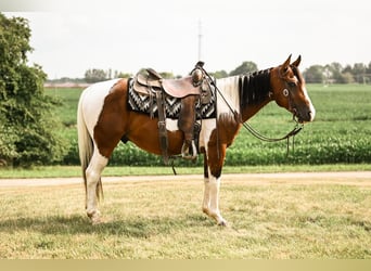 Paint Horse, Hongre, 5 Ans, 147 cm, Pinto