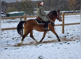 Paint Horse Croisé, Hongre, 5 Ans, 150 cm, Bai