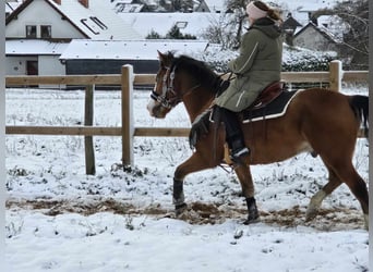 Paint Horse Croisé, Hongre, 5 Ans, 150 cm, Bai