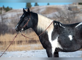 Paint Horse, Hongre, 5 Ans, 150 cm, Rouan Bleu