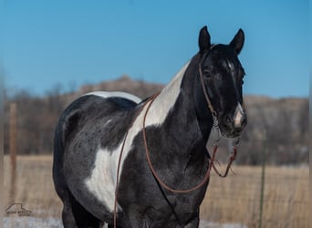 Paint Horse, Hongre, 5 Ans, 150 cm, Rouan Bleu