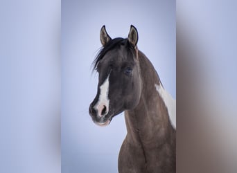 Paint Horse, Hongre, 5 Ans, 152 cm, Grullo