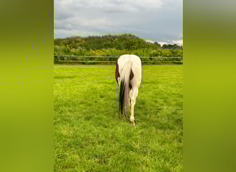 Paint Horse, Hongre, 5 Ans, 153 cm, Tobiano-toutes couleurs