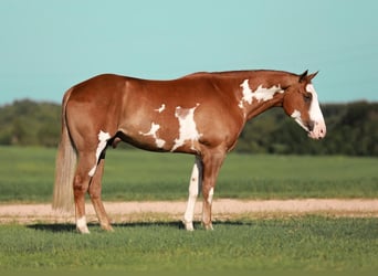 Paint Horse, Hongre, 5 Ans, 155 cm, Alezan cuivré