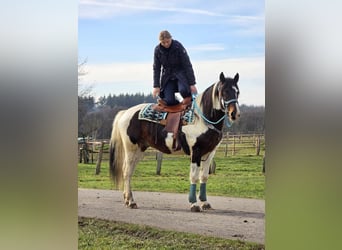 Paint Horse, Hongre, 5 Ans, 156 cm, Pinto