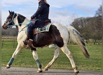 Paint Horse, Hongre, 5 Ans, 156 cm, Pinto