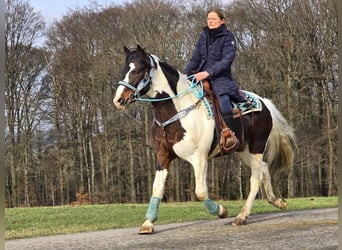 Paint Horse, Hongre, 5 Ans, 156 cm, Pinto