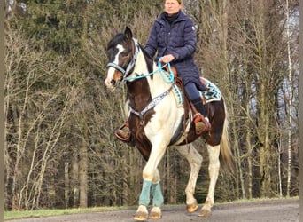 Paint Horse, Hongre, 5 Ans, 156 cm, Pinto