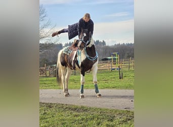 Paint Horse, Hongre, 5 Ans, 156 cm, Pinto