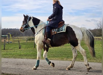 Paint Horse, Hongre, 5 Ans, 156 cm, Pinto