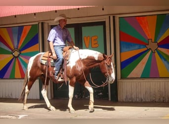 Paint Horse, Hongre, 6 Ans, 147 cm, Alezan cuivré
