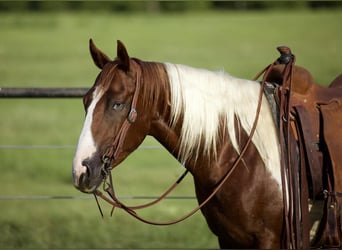 Paint Horse, Hongre, 6 Ans, 147 cm, Alezan cuivré