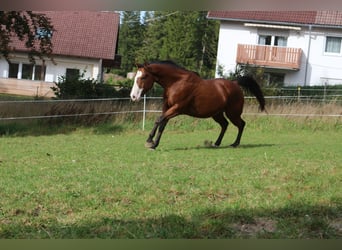 Paint Horse, Hongre, 6 Ans, 147 cm, Overo-toutes couleurs
