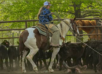 Paint Horse, Hongre, 6 Ans, 147 cm