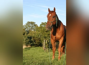 Paint Horse, Hongre, 6 Ans, 150 cm, Alezan