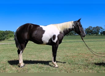 Paint Horse, Hongre, 6 Ans, 150 cm, Noir