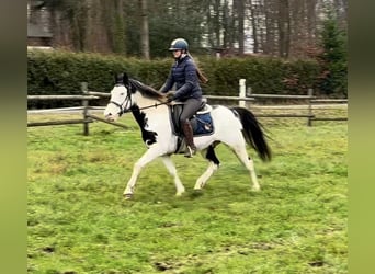 Paint Horse, Hongre, 6 Ans, 150 cm, Overo-toutes couleurs