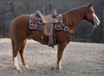 Paint Horse, Hongre, 6 Ans, 152 cm, Alezan cuivré
