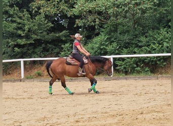 Paint Horse, Hongre, 6 Ans, 152 cm, Bai