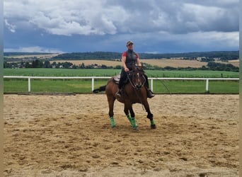 Paint Horse, Hongre, 6 Ans, 152 cm, Bai
