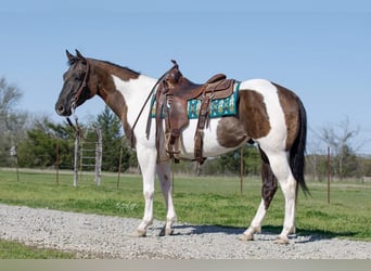 Paint Horse, Hongre, 6 Ans, 152 cm, Grullo