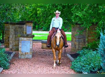 Paint Horse, Hongre, 6 Ans, 152 cm, Palomino